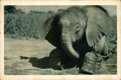 CPA Elephant Tchad Afrique Equatoriale Francaise