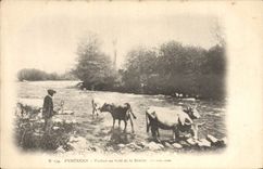 CPA Folklore Pyrenees Vaches au bord de la riviere 