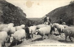 VINTAGE POSTCARD Pyrenees Folklore a shepherd Sheep
