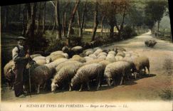 CPA Folklore Pyrenees Berger des Pyrenees Moutons 