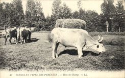 CPA Folklore Pyrenees Dans les champs Boeufs 
