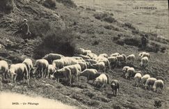 VINTAGE POSTCARD Folklore the Pyrenees Pasture Sheep