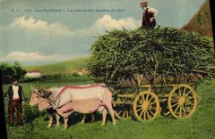 CPA Folklore Pyrenees La rentree des jambes de Mais Boeufs Attelage 