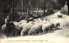 CPA Folklore Pyrenees Berger des Pyrenees Moutons