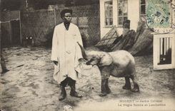 CPA Elephant Nogent Jardin colonial Le negre Samba et Lambarene