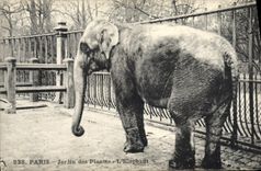 CPA Elephant Paris Jardin des Plantes L'elephant 