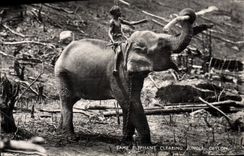 CPA Elephant clearing jungle Ceylon Sri Lanka