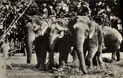CPA Elephant Wild elephants just Captured Ceylon