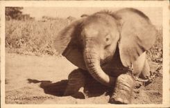 CPA Un jeune Elephant du Tchad Afrique Equatoriale Francaise