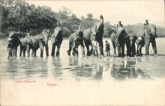 CPA Elephant Ceylon Elephants
