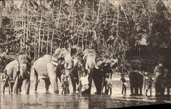 CPA Elephant Colombo Elephants au bain 