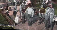 CPA Elephant Scene in zoological Gardens London 