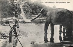 CPA Elephant Colombo Elephants au bain 