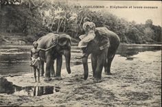 CPA Elephant Colombo Elephants et leurs cornacs
