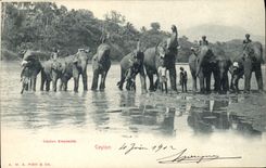CPA Elephant Celon Elephants