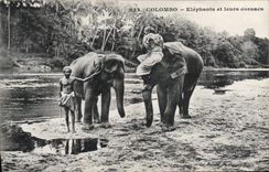CPA Elephant Colombo Elephants et leurs cornacs