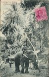 CPA Elephant Ceylon Sri Lanka