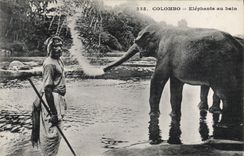 CPA Elephant Colombo Elephants au bain 
