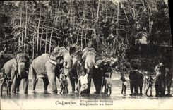CPA Elephant Elephants au bain Colombo