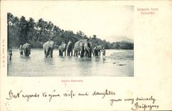 CPA Elephant Ceylon Elephants 
