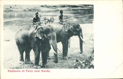 CPA Elephant Elephants at Ferry near Kandy 