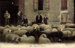 VINTAGE POSTCARD Shepherds of the Pyrenees Sheep Dogs