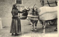 Habitante del coche de la POSTAL de la VENDIMIA de Béarn los bueyes de Pyrenees