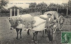 CPA Attelage Bearnais Pyrenees Boeufs 