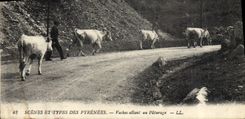 CPA Pyrenees Vaches allant au paturage 