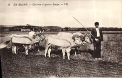 La POSTAL Attelage de la VENDIMIA en Bearn Charrue tiene cuatro bueyes