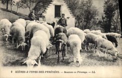 VINTAGE POSTCARD the Pyrenees Sheep in pasture