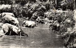 CPM Elephant Troupeau d'elephants au bain Faune africaine 