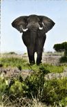 CPM Elephant pret a charger Faune africaine