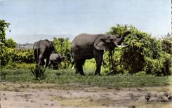 CPM Faune africaine Elephants