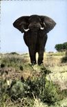 CPM Faune africaine Elephant pret a charger
