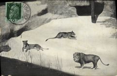 CPA Lions Tiergarten Nurnberg Lion