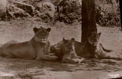 CPA Lion lionnes