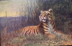 VINTAGE POSTCARD Tiger