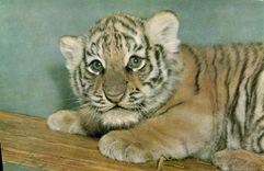 VINTAGE POSTCARD Young Tiger