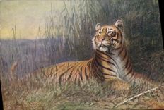CPA Tigre