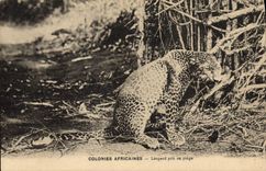 VINTAGE POSTCARD African Colonies Leopard in snow
