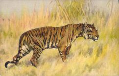 CPA Tigre