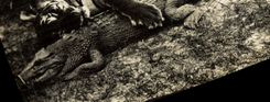 CARTE PHOTO Tigre Caiman Alligator Crocodile