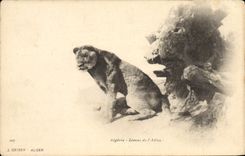 CPA Lionne de l'Atlas