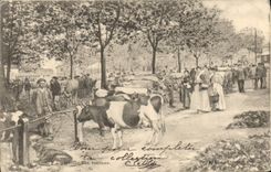 VINTAGE POSTCARD Market with the cattle Cows