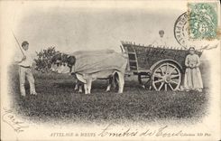 CPA Folklore Attelage de boeufs 