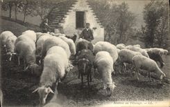 CPA Folklore Pyrenees Moutons au paturage 