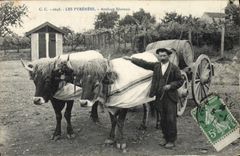 VINTAGE POSTCARD Folklore the Pyrenees Coach Beoufs inhabitant of Béarn