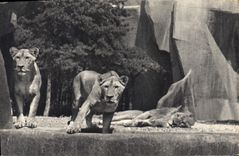 CPM Lion et lionnes sur leur plateau Parc zoologique du Bois de Vincennes Paris 