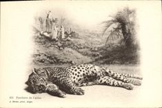 VINTAGE POSTCARD Panther of the Atlas